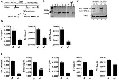 ETV2 and VEZF1 interaction and regulation of the hematoendothelial lineage during embryogenesis